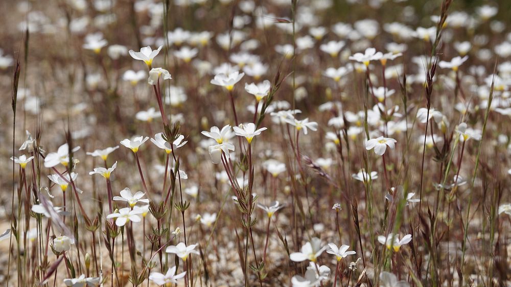 Aesthetic flower background with white anemones. Original public domain image from Flickr