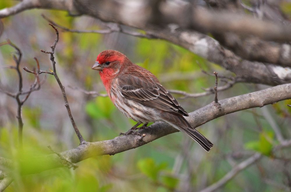 House finch perched on tree branch. Original public domain image from Flickr