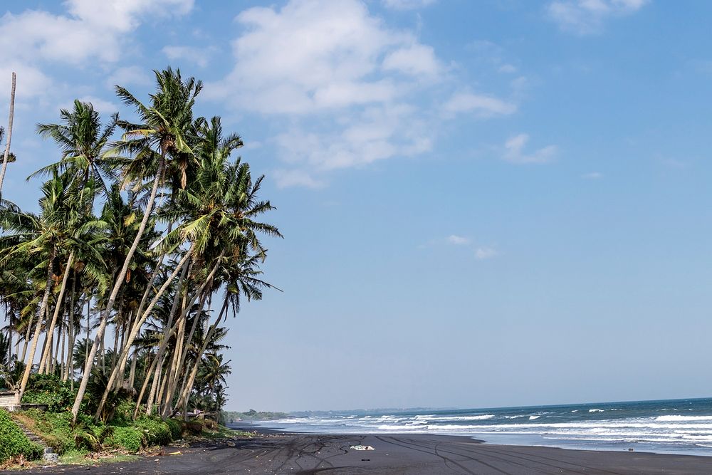 Landscape of black sand beach with beautiful palms.