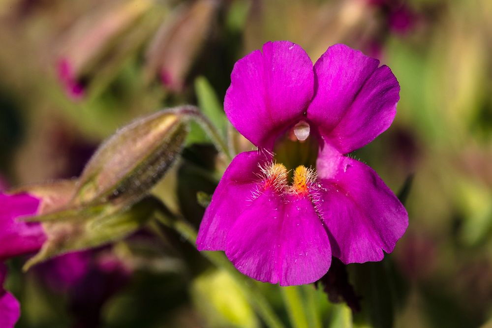 Lewis&rsquo;s monkeyflower - Mimulus lewisii by Jacob W. Frank. Original public domain image from Flickr