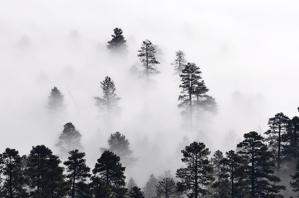 Morning misty clouds settle in East Clear Creek, Coconino National Forest, Arizona, August 1, 2012. Original public domain…