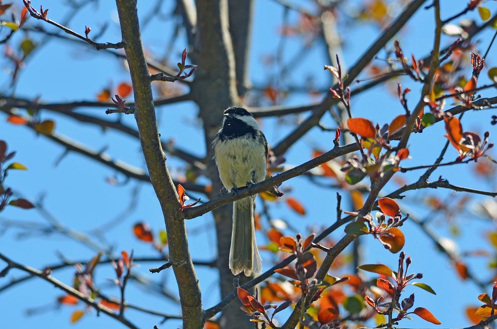 Black-capped ChickadeeA black-capped chickadee perches in a tree.Photo by Courtney Celley/USFWS. Original public domain…