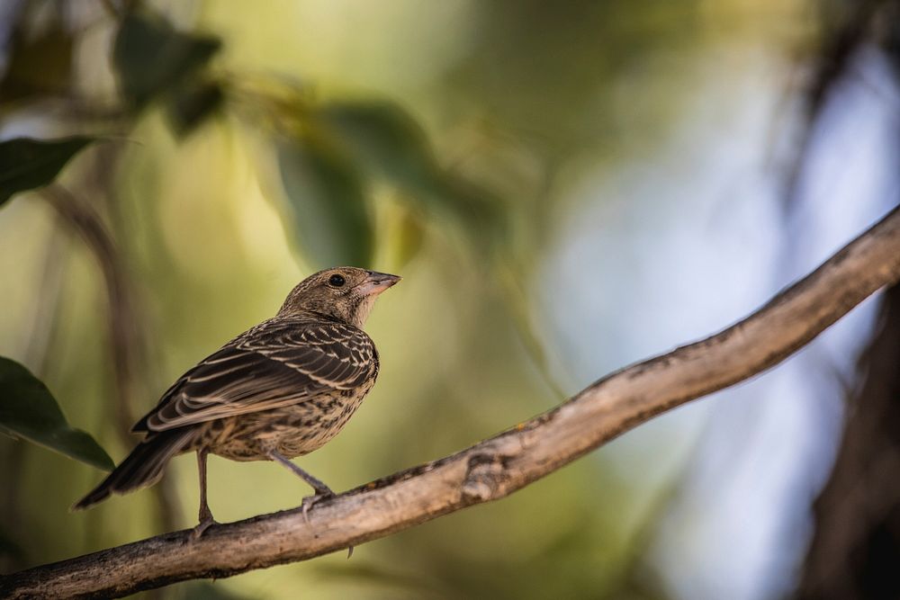 Bird perched on a tree branch. Original public domain image from Flickr