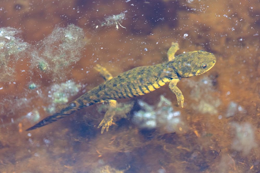 Western Tiger Salamanders (Ambystoma mavortium) in Lamar Valley by Jacob W. Frank. Original public domain image from Flickr