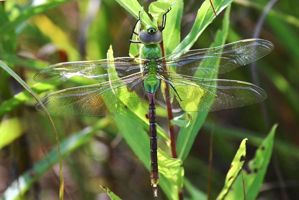 Green Darner DragonflyPhoto by Jim Hudgins/USFWS. Original public domain image from Flickr
