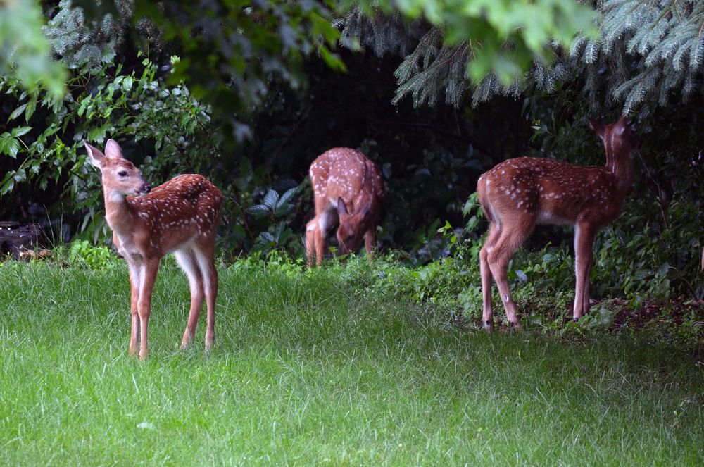 White-tailed deer fawn tripletsWe&rsquo;re seeing triplets! Twins are the norm in most white-tailed deer populations.…