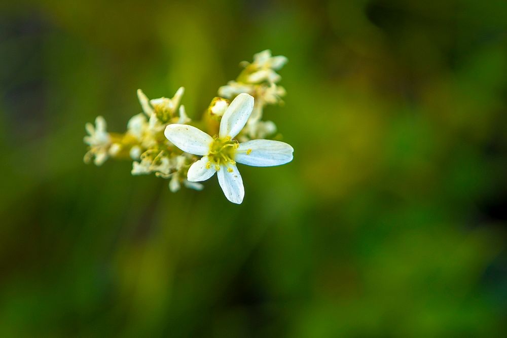Wildflowers are seen near Delmoe Lake in Beaverhead-Deerlodge National Forest.