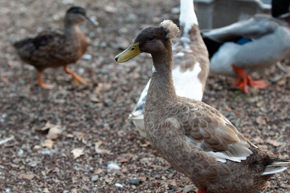 Domestic crested duck