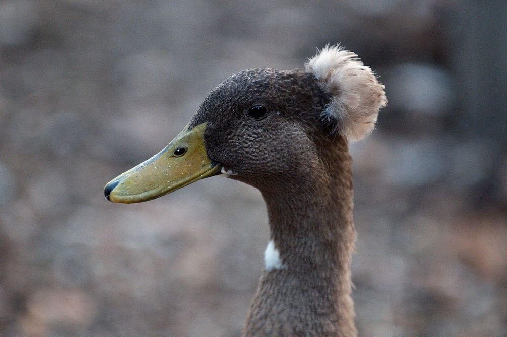 Domestic crested duck headshot