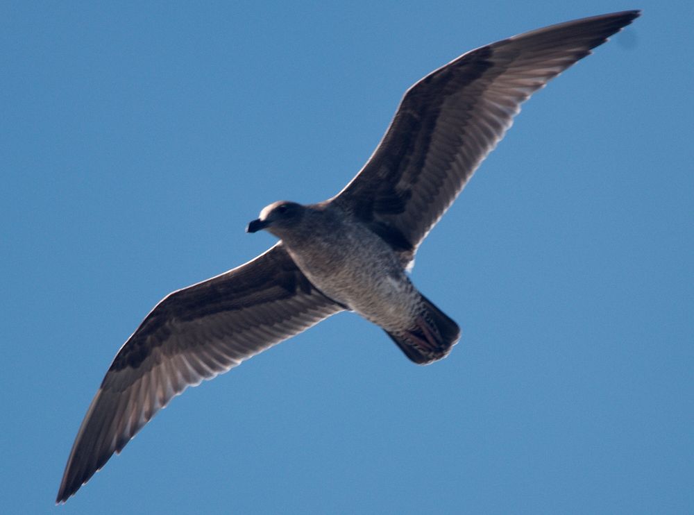 Immature Western Gull in flight 2Larus occidentalis.