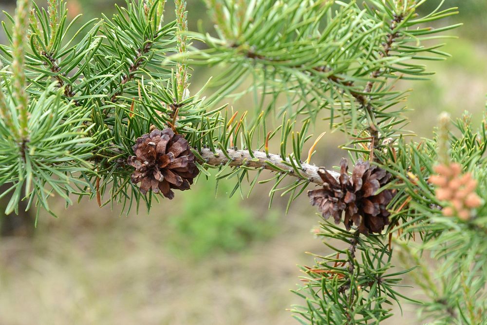 Young jack pine. Original public domain image from Flickr