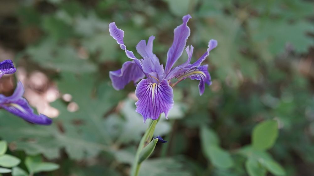 Wild IrisHartweg's Iris (Iris hartwegii ssp. australis) occurs from the eastern San Gabriel Mountains, San Bernardino…