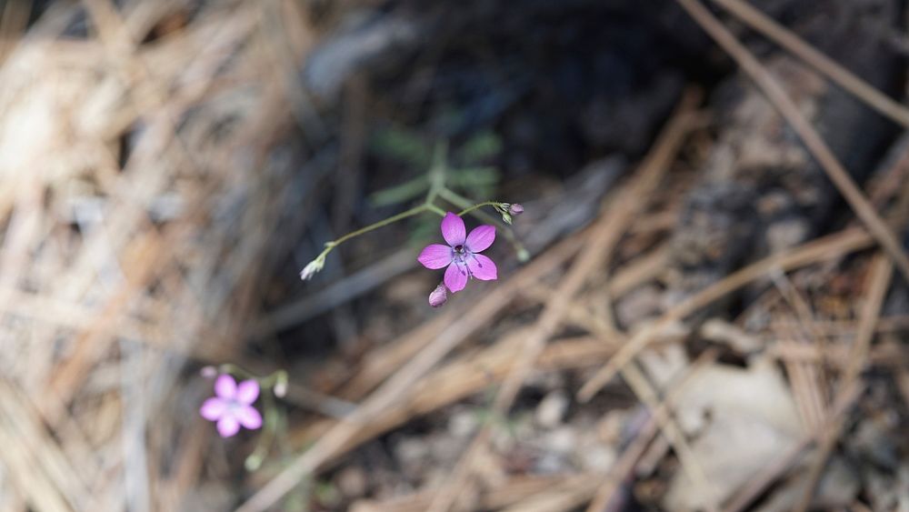 Spotted along the Exploration Trail near Running Springs, CA.Photo by Zach Behrens/USFS. Original public domain image from…