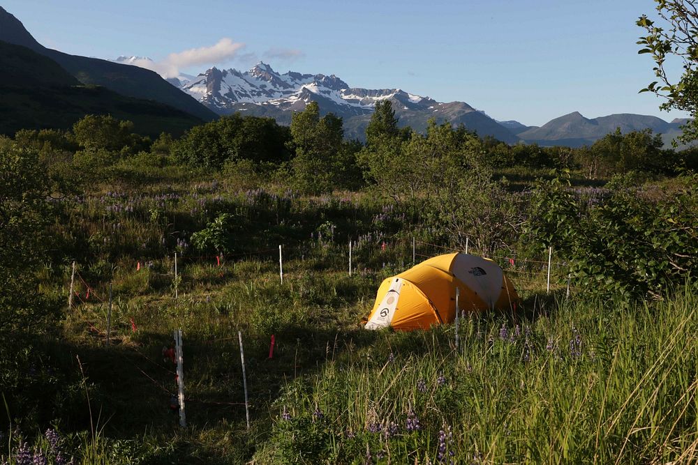 Camping at Katmai National Park and Preserve,Alaska. Original public domain image from Flickr