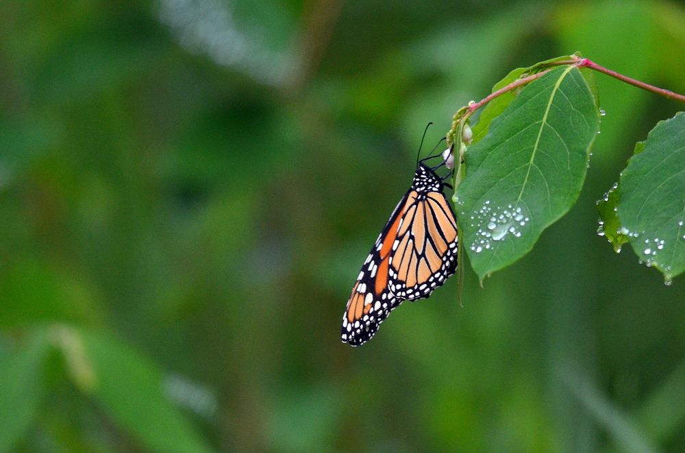 Monarch ButterflyPhoto by Courtney Celley/USFWS. Original public domain image from Flickr