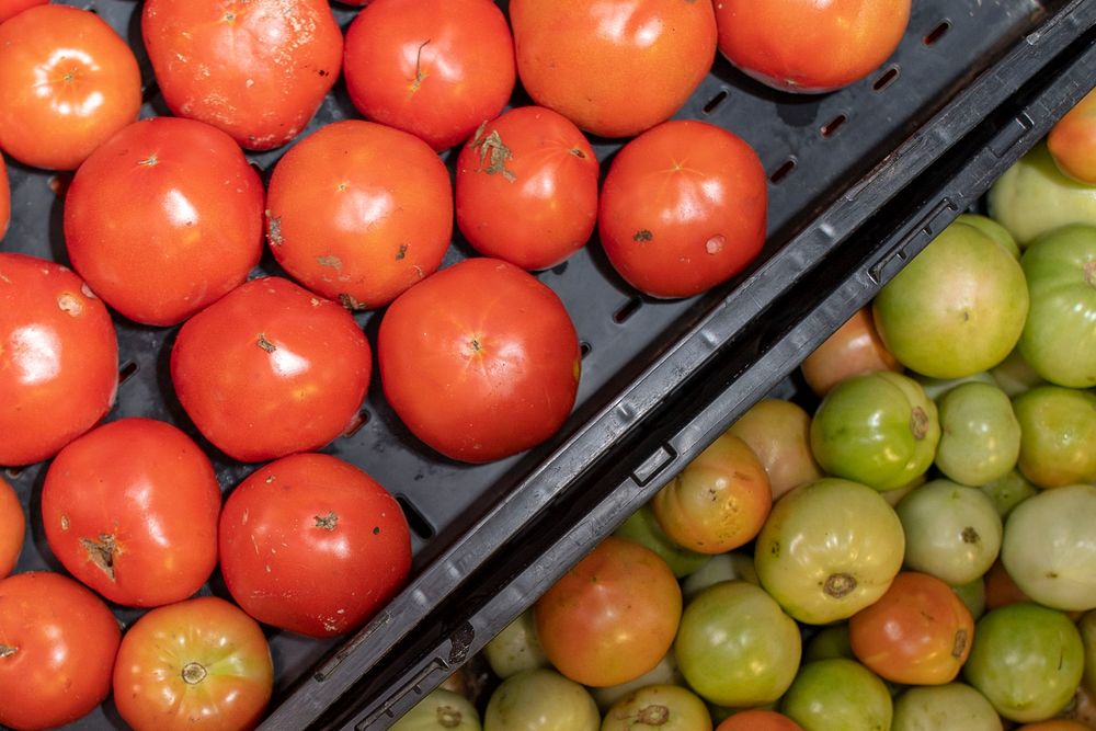 Tomatoes sit waiting for distribution at FeedMore, one of U.S. Department of Agriculture's (USDA) partner agencies, located…