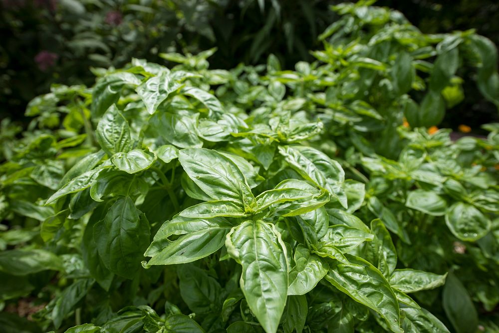 Sweet basil growing near the U.S. Department of Agriculture (USDA) Farmers Market in Washington, D.C., on August 6, 2018.