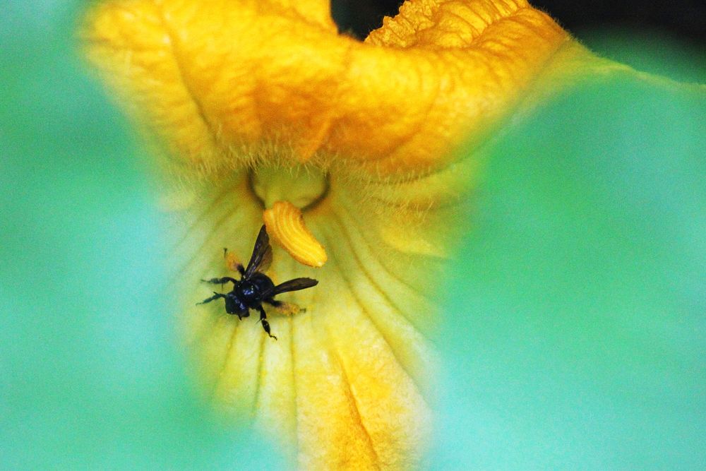 Pollinating a pumpkin flowerPhoto by Courtney Celley/USFWS. Original public domain image from Flickr