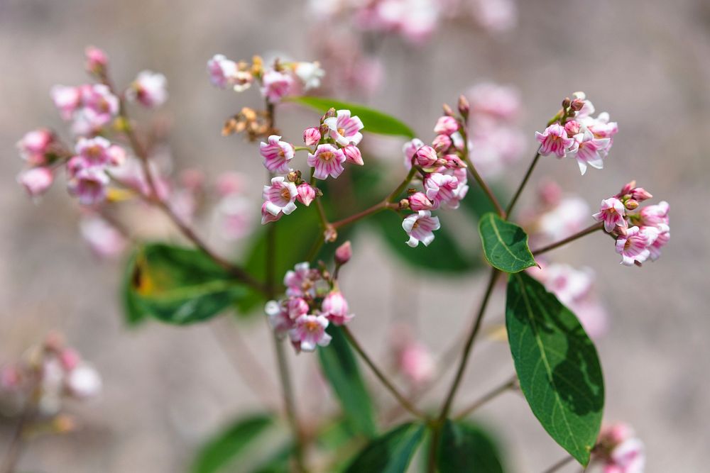 Spreading dogbane. Original public domain image from Flickr