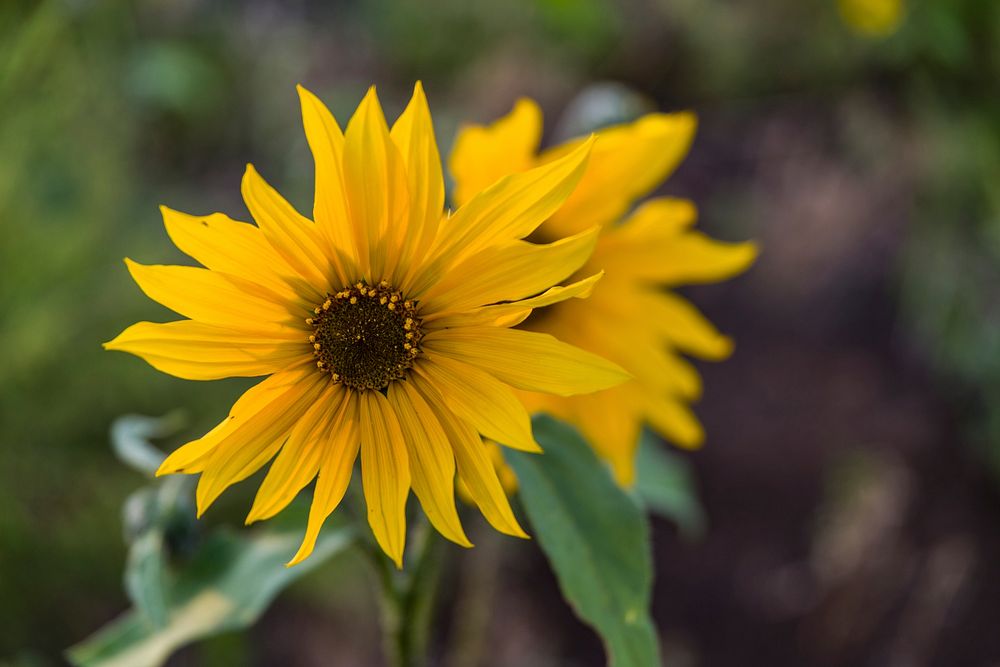 Late summer blooms in the O'Leary Peak and Sunset Crater Volcano area of Coconino National Forest, Arizona, August 23, 2017.