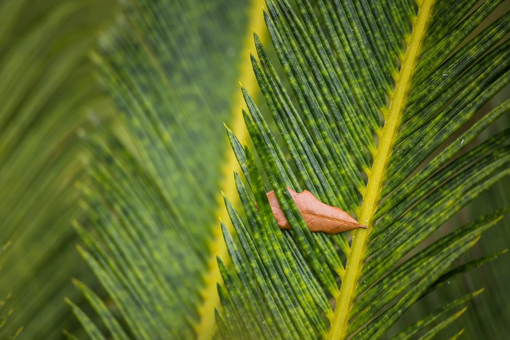 Palm leaf background, closeup. Free public domain CC0 image.