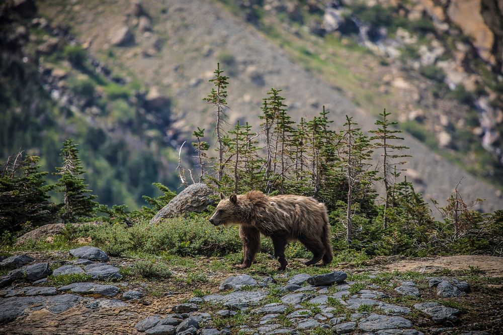 Grizzly Bear. Original public domain image from Flickr