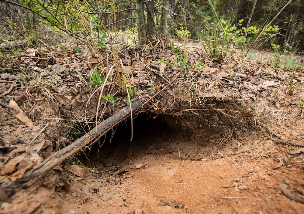 Gopher tortoise burrows near a forest road in the Magnolia Branch Wildlife Refuge, Atmore, AL, on April 5, 2014.