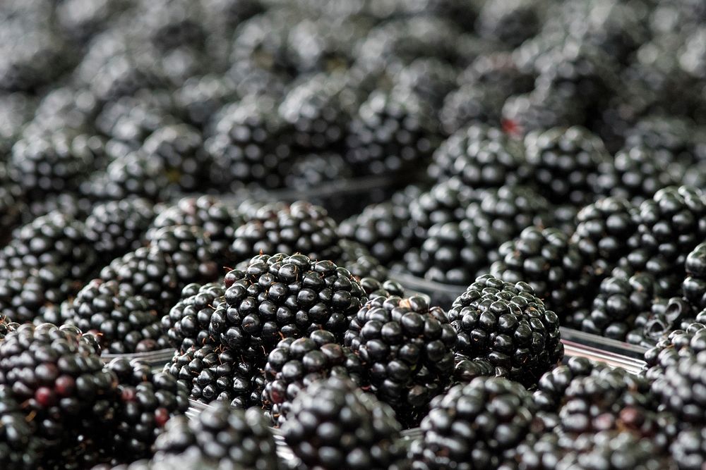 Blackberries at the U.S. Department of Agriculture (USDA) Farmers Market in Washington, D.C., on August 6, 2018.