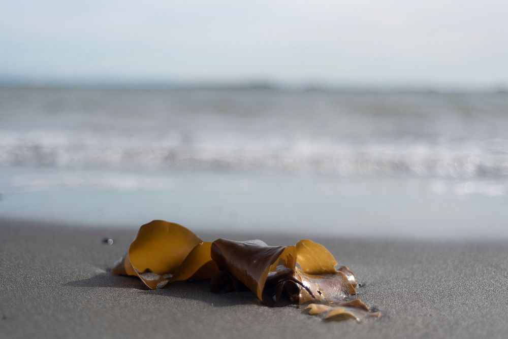 Seaweed on beach. Original public domain image from Flickr