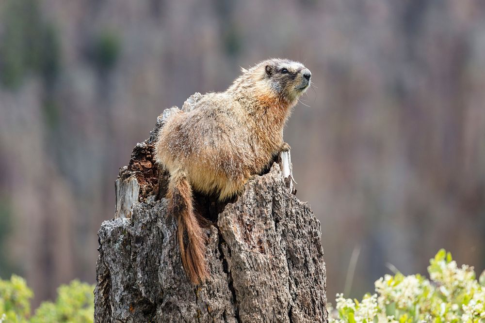 Yellow-bellied marmot along the Osprey Falls Trail. Original public domain image from Flickr