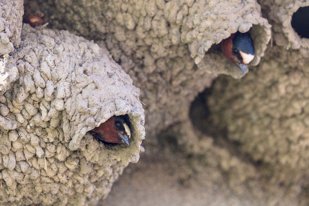 Cliff swallows on their nest. Original public domain image from Flickr