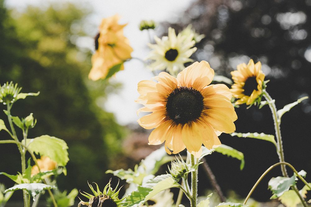 Cute sunflower background. Original public domain image from Flickr