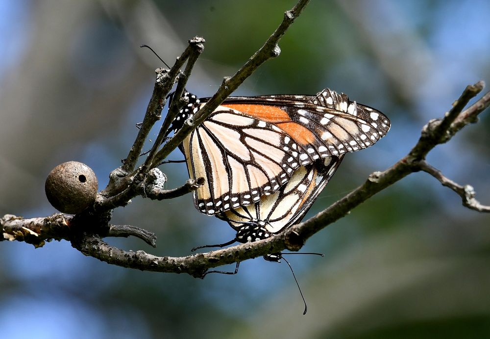 Mating Monarch ButterfliesPhoto by Jim Hudgins/USFWS. Original public domain image from Flickr