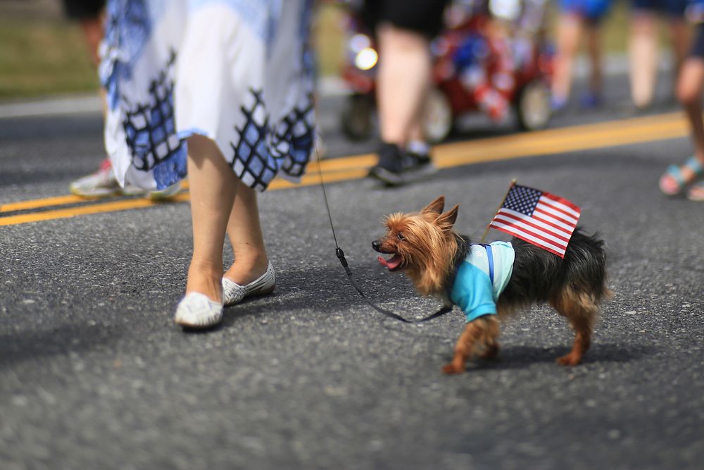 Dog walking at the parade with USA flag on its body. Original public domain image from Flickr