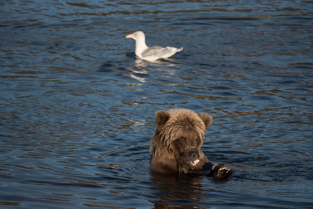 A brown bear eating the Lower Brooks River NPS Photo/Russ Taylor