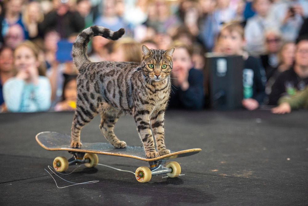 Bengal cat standing on a skateboard at the show. Original public domain image from Flickr