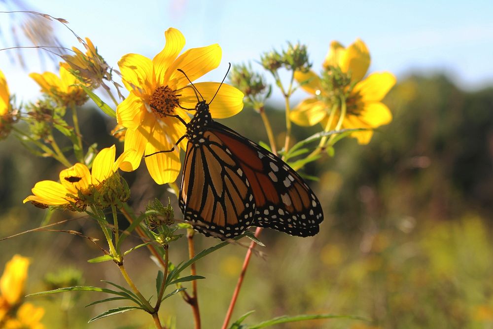 Monarch butterflyWe spotted this monarch butterfly enjoying nectar at Big Muddy National Fish and Wildlife Refuge in…
