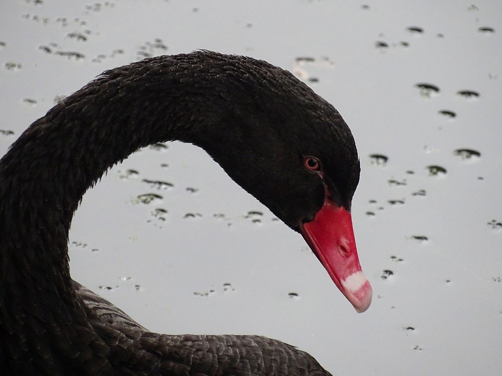 Black Swan. Original public domain image from Flickr