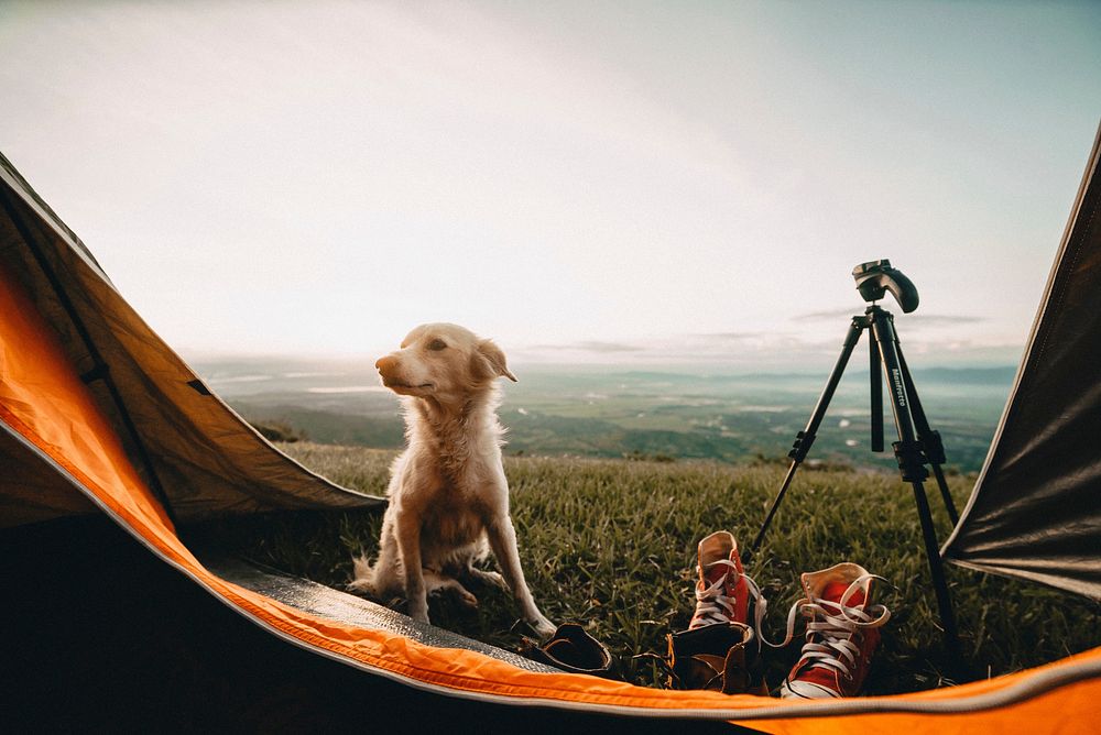 Dog camping on mountain. Free public domain CC0 photo.