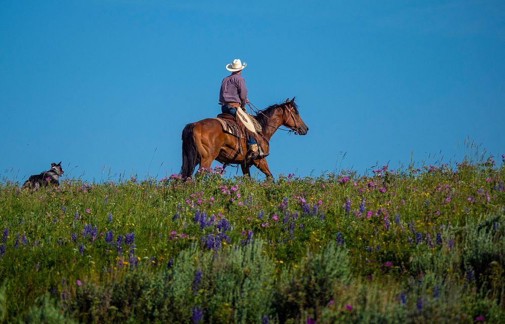 Ranch hand Kyle Conlin and his Australian Shepherd herd cattle for grazing in the Gravelly Mountain Range.