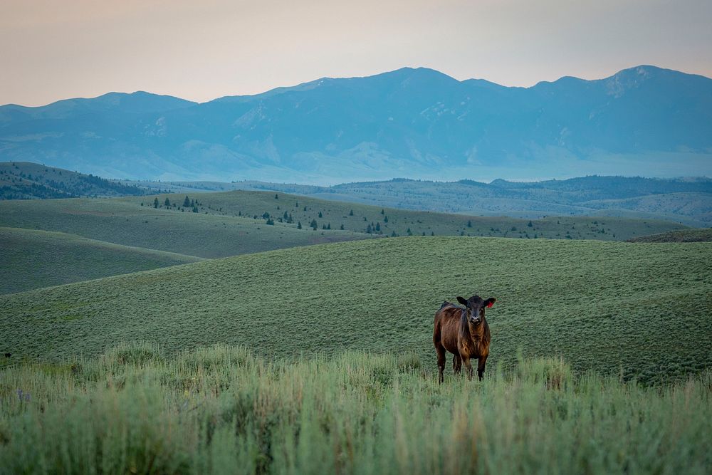 Angus Cattle graze on the Gravelly Mountain Range in the Beaverhead-Deerlodge National Forest.
