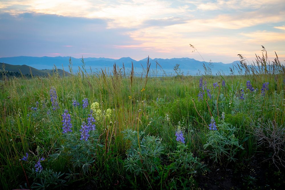 A morning view of Gravelly Range wildflowers in the Beaverhead-Deerlodge National Forest.