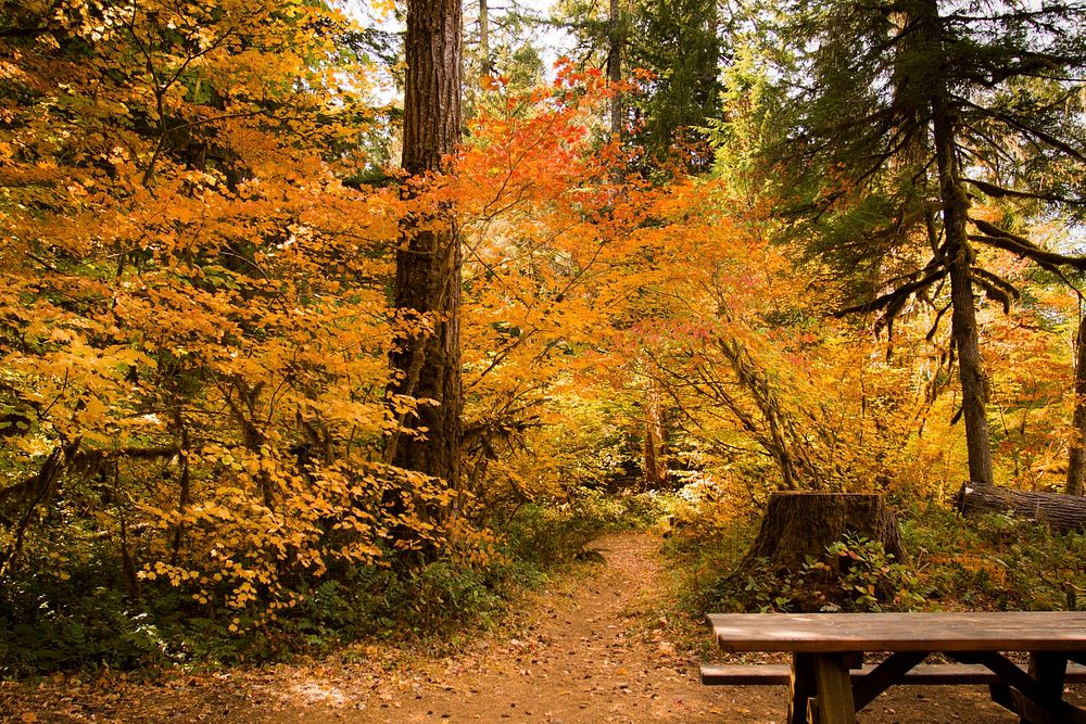 Fall color at the Paradise campground, McKenzie River, Oregon