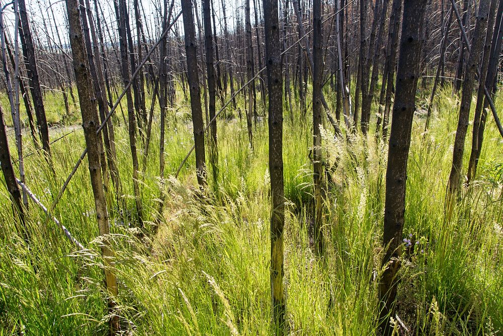 Pinegrass (Calamagrostis rubescens) growing in the 2016 Maple Fire scar by Neal Herbert. Original public domain image from…