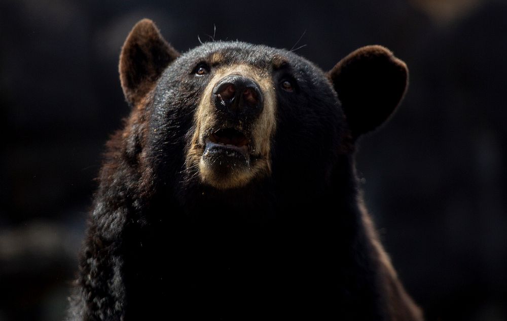 Black bear. Original public domain image from Flickr