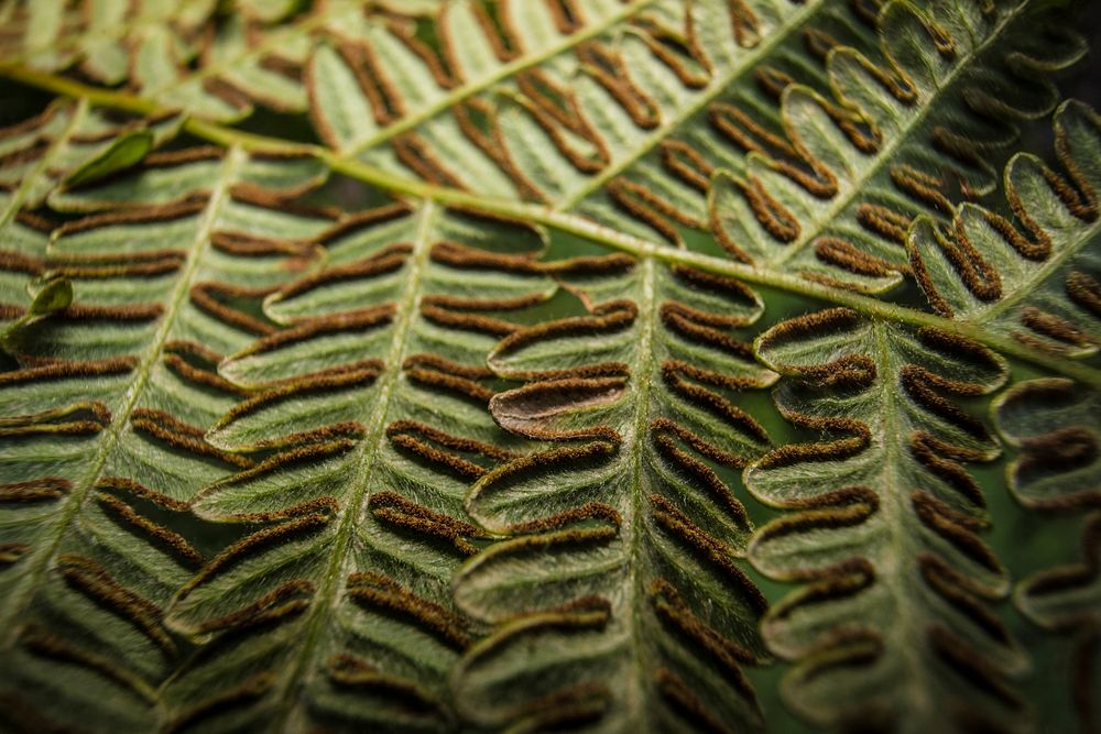 Underside of a Bracken Fern (Pteridium aquilinum). Original public domain image from Flickr