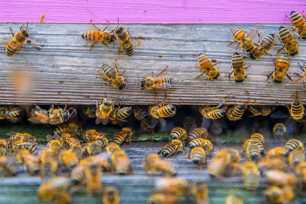 Bees leave and enter the hive at the Added Value’s Farm in Brooklyn, New York.USDA Photo by Preston Keres. Original public…