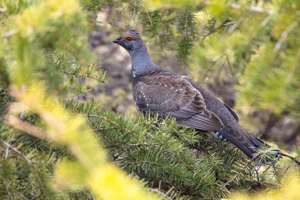 Dusky grouse perched in a tree. Original public domain image from Flickr