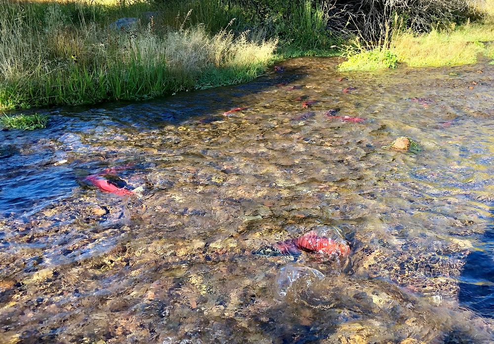 Kokanee spawning in Twin Creeks at Fish Lake, September 20, 2018. Forest Service photo by Mike Elson. Original public domain…