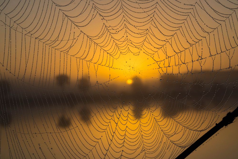 Golden light through spider web. Original public domain image from Flickr